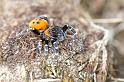 Eresus_sandaliatus_D3032_Z_86_NP De Hoge Veluwe_Nederland